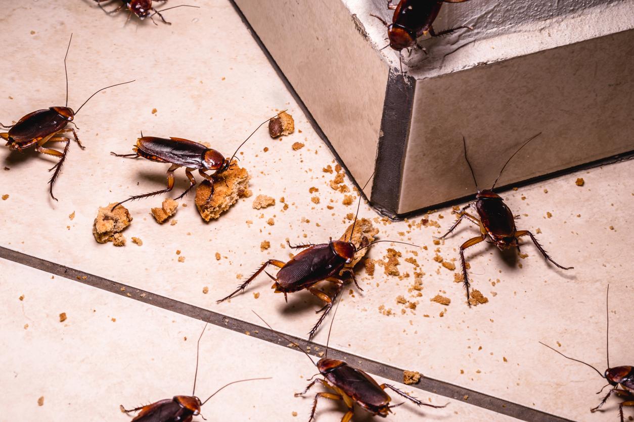 How Cockroaches Get Attracted into Your Home