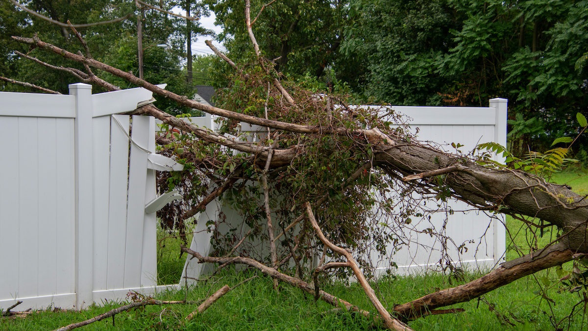 Top Signs That Demonstrate You Need Emergency Tree Evacuation Services