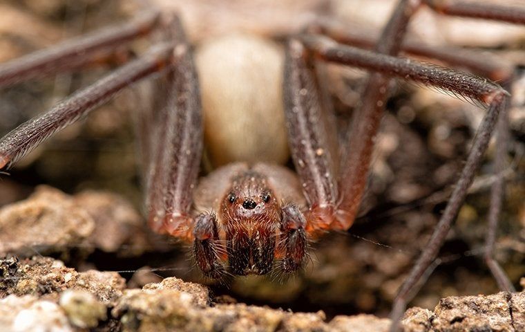 Why Spiders in Round Rock Can Be a Problem for Homeowners 