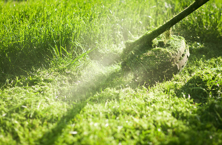 Effective Weed Control Services in Arkansas: Say Goodbye to Unwanted Plants